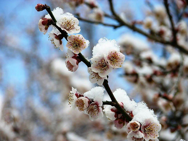 梅花 梅花