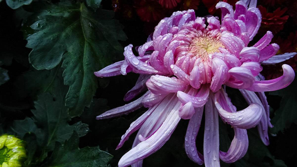 菊花的象征意义是什么? 菊花的象征意义是什么?