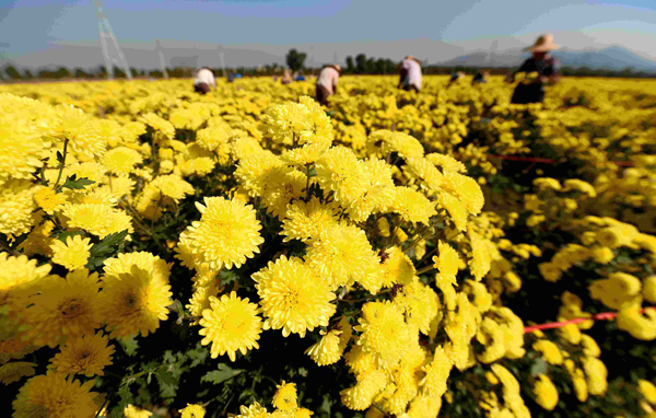菊花的象征意义是什么? 菊花的象征意义是什么?
