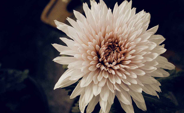 菊花的象征意义是什么? 菊花的象征意义是什么?