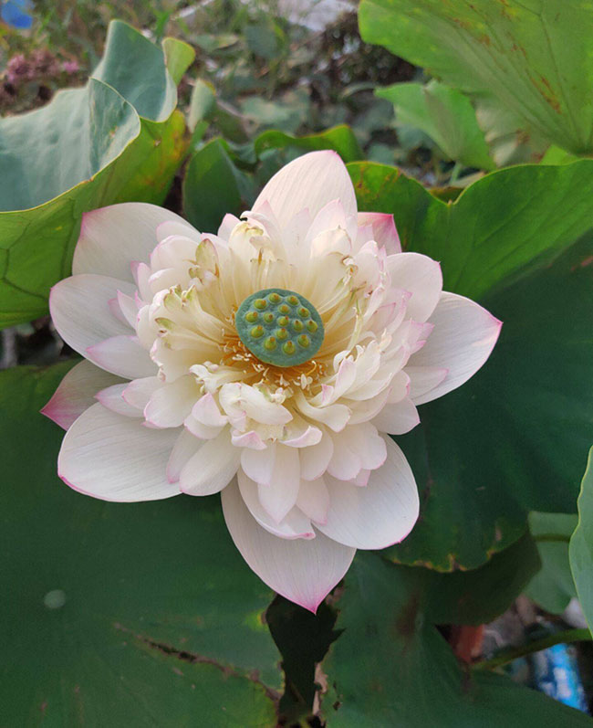 莲花的象征意义是什么? 莲花的象征意义是什么?