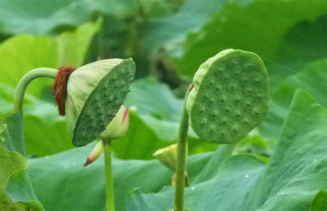 莲花的象征意义是什么? 莲花的象征意义是什么?