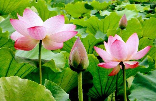 莲花的象征意义是什么? 莲花的象征意义是什么?