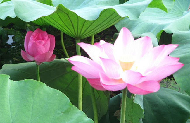 莲花的象征意义是什么? 莲花的象征意义是什么?