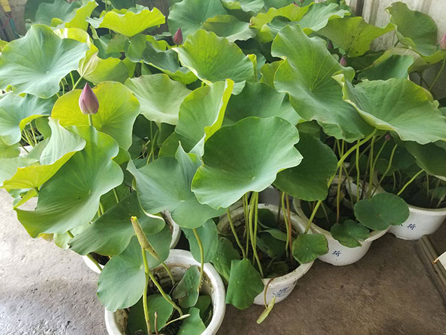 荷花象征意义是什么? 荷花象征意义是什么?