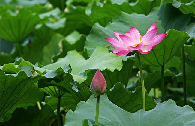 荷花象征意义是什么? 荷花象征意义是什么?
