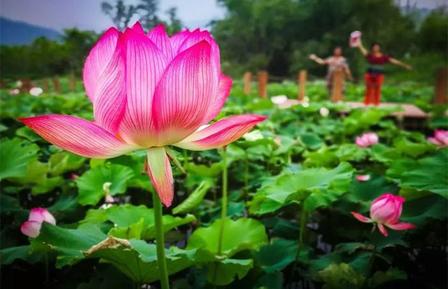 荷花象征意义是什么? 荷花象征意义是什么?