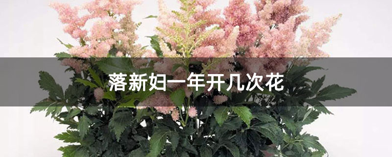 落新妇一年开几次花 落新妇一年开几次花