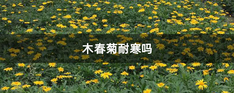 木春菊耐寒吗