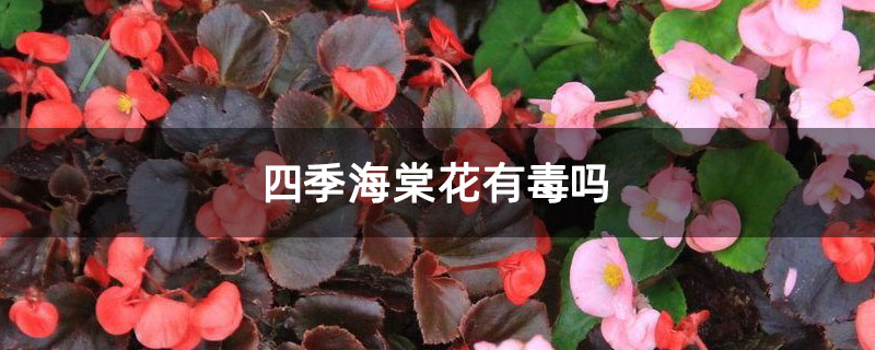 四季海棠花有毒吗