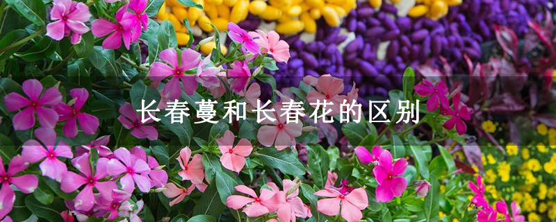 长春蔓和长春花的区别