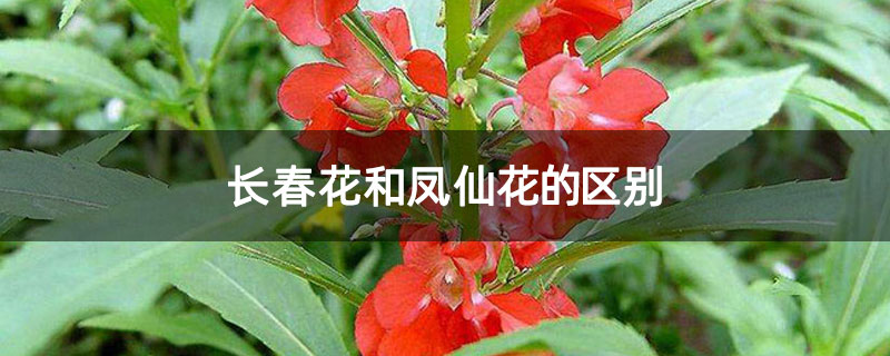 长春花和凤仙花的区别 长春花和凤仙花的区别
