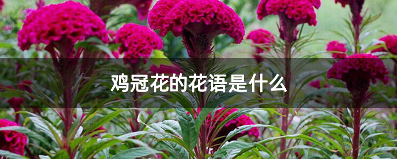 鸡冠花的花语是什么 鸡冠花的花语是什么