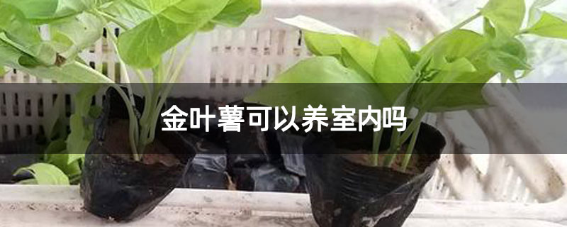 金叶薯可以养室内吗 金叶薯可以养室内吗