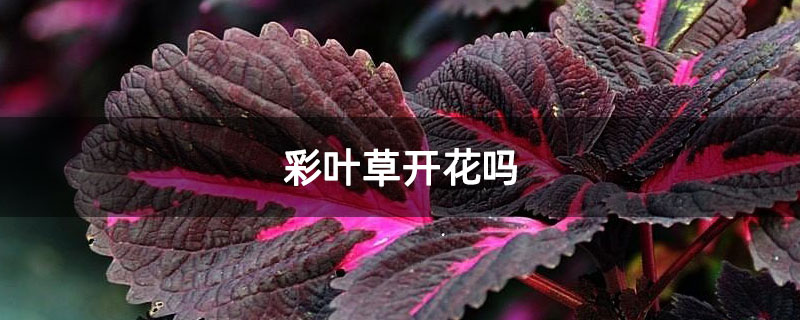 彩叶草开花吗