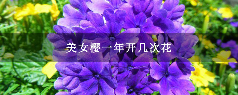 美女樱一年开几次花 美女樱一年开几次花