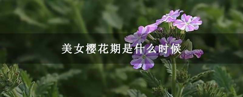 美女樱花期是什么时候