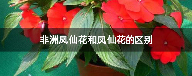 非洲凤仙花和凤仙花的区别 非洲凤仙花和凤仙花的区别