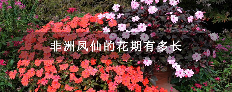非洲凤仙的花期有多长 非洲凤仙的花期有多长