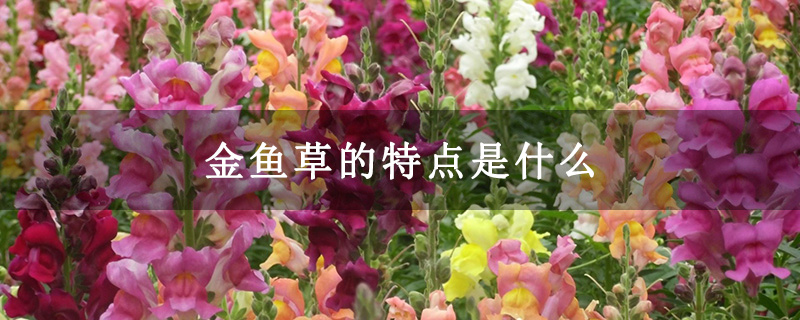 金鱼草的特点是什么 金鱼草的特点是什么