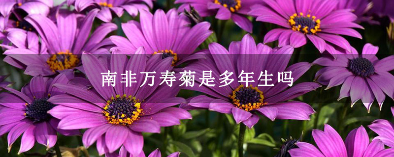 南非万寿菊是多年生吗 南非万寿菊是多年生吗