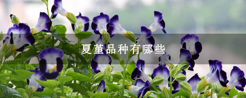 夏堇品种有哪些 夏堇品种有哪些