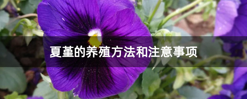 夏堇的养殖方法和注意事项 夏堇的养殖方法和注意事项