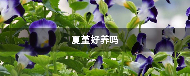 1616050850241204.jpg 夏堇好养吗.jpg