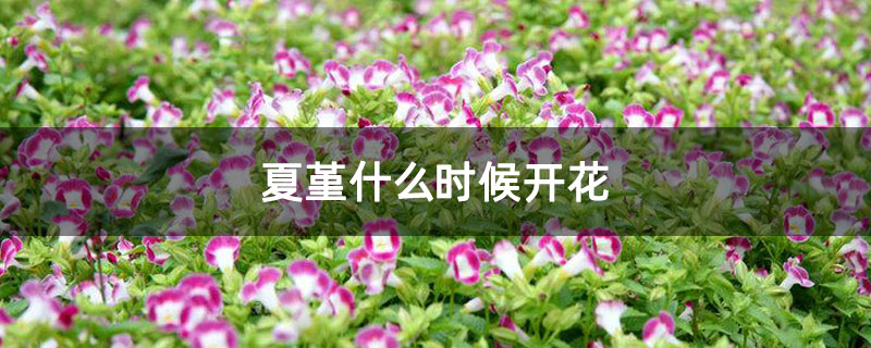 夏堇什么时候开花 夏堇什么时候开花