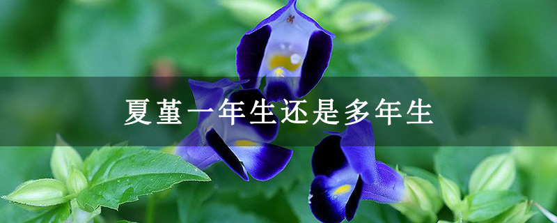 夏堇一年生还是多年生 夏堇一年生还是多年生