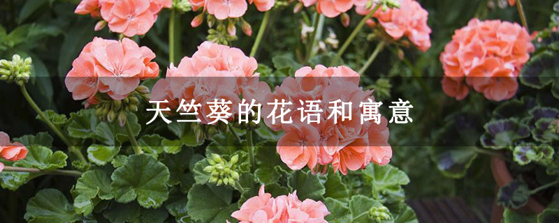 天竺葵的花语和寓意 天竺葵的花语和寓意