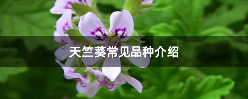 天竺葵常见品种介绍 天竺葵常见品种介绍