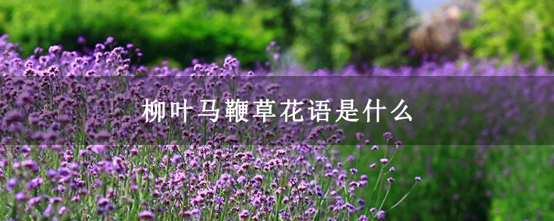 柳叶马鞭草花语是什么 柳叶马鞭草花语是什么