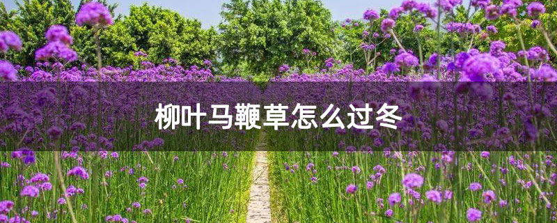 柳叶马鞭草怎么过冬 柳叶马鞭草怎么过冬
