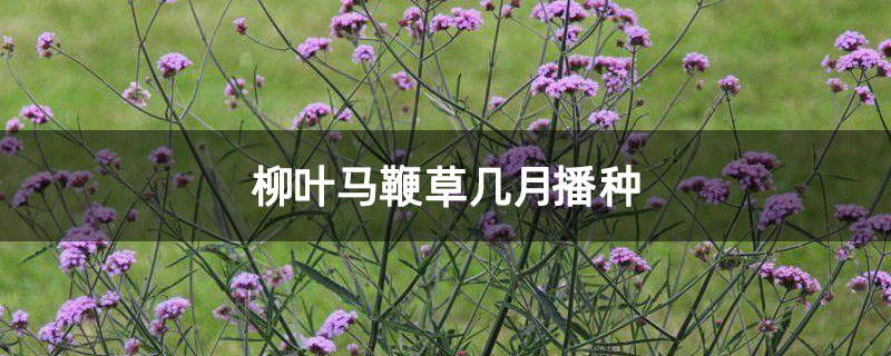 柳叶马鞭草几月播种 柳叶马鞭草几月播种