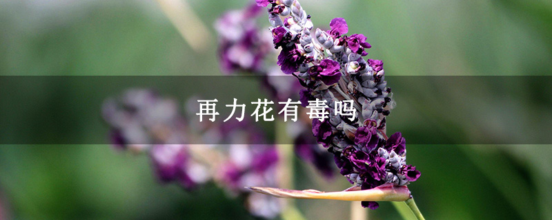 再力花有毒吗 再力花有毒吗