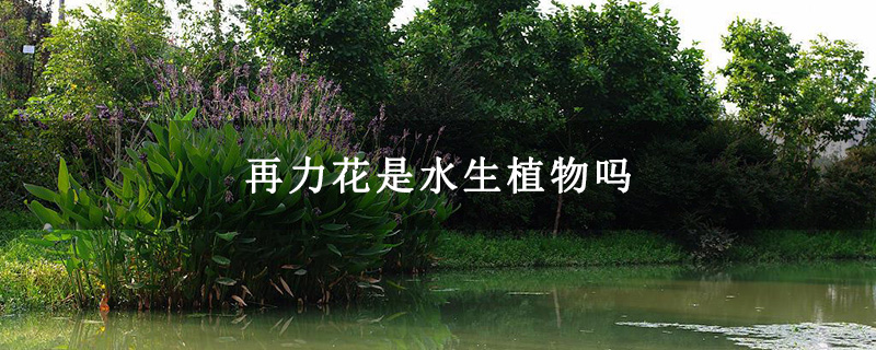 再力花是水生植物吗 再力花是水生植物吗
