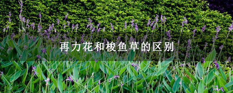 再力花和梭鱼草的区别 再力花和梭鱼草的区别