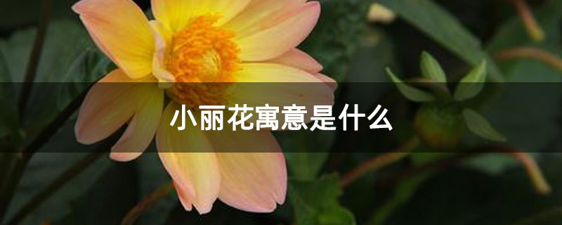 小丽花寓意是什么 小丽花寓意是什么