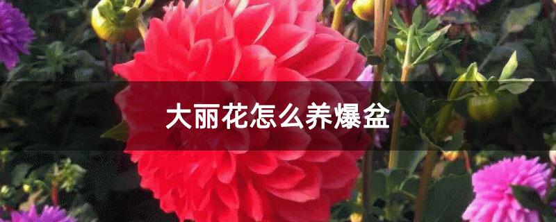 大丽花怎么养爆盆 大丽花怎么养爆盆
