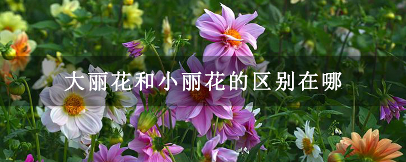 大丽花和小丽花的区别在哪 大丽花和小丽花的区别在哪