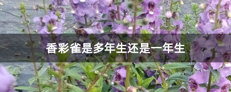 香彩雀是多年生还是一年生 香彩雀是多年生还是一年生