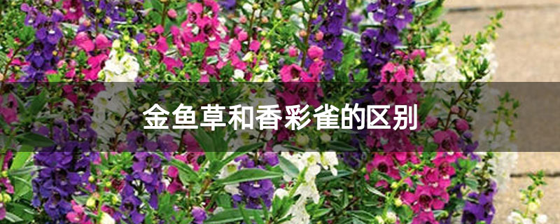 金鱼草和香彩雀的区别 金鱼草和香彩雀的区别