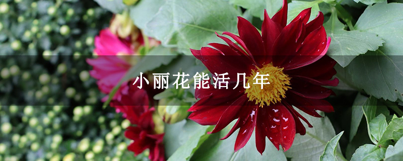 小丽花能活几年 小丽花能活几年