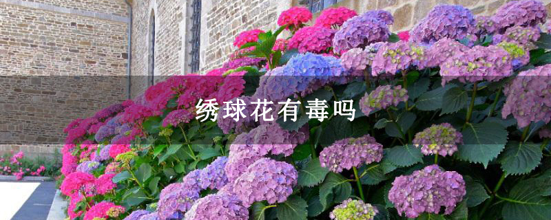 绣球花有毒吗