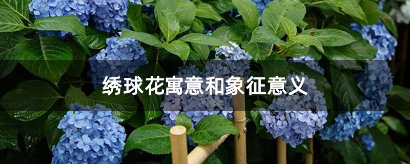绣球花寓意和象征意义