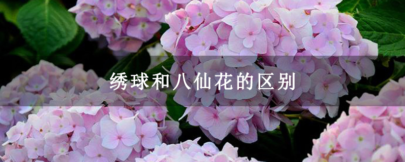 绣球和八仙花的区别 绣球和八仙花的区别