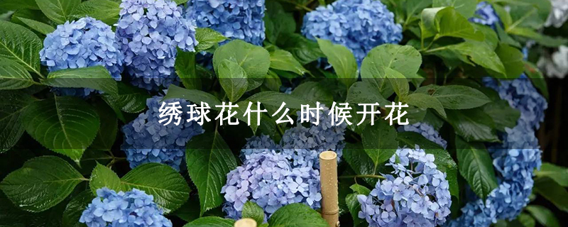 绣球花什么时候开花 绣球花什么时候开花