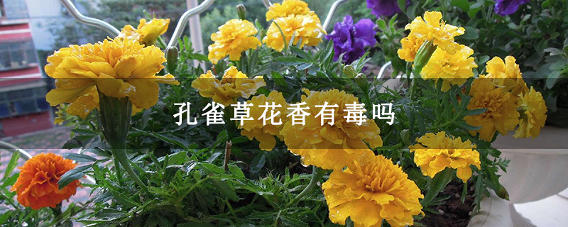 孔雀草花香有毒吗 孔雀草花香有毒吗