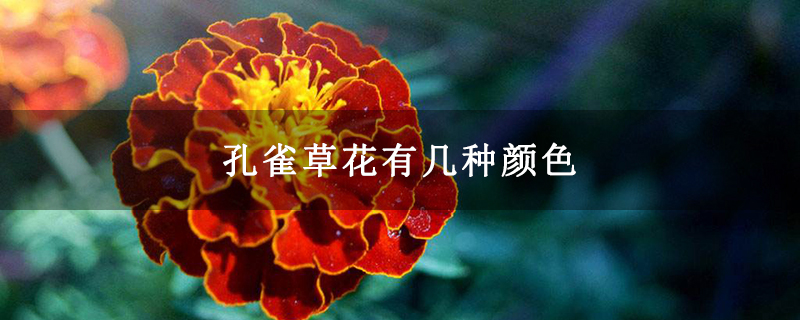 孔雀草花有几种颜色 孔雀草花有几种颜色